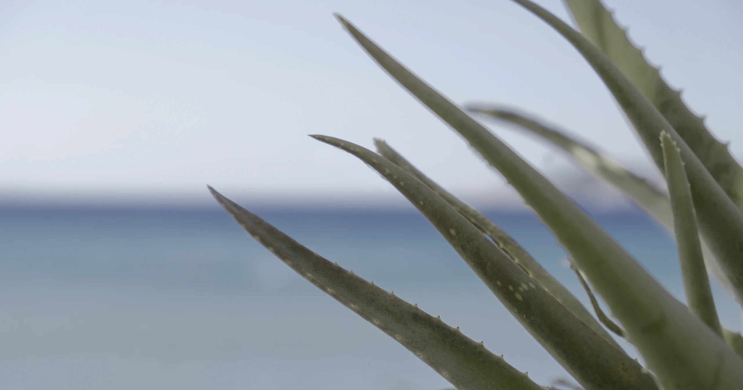 Palmira — photo 4